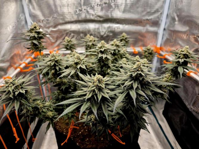 Cream Mandarine main lining. Week 15