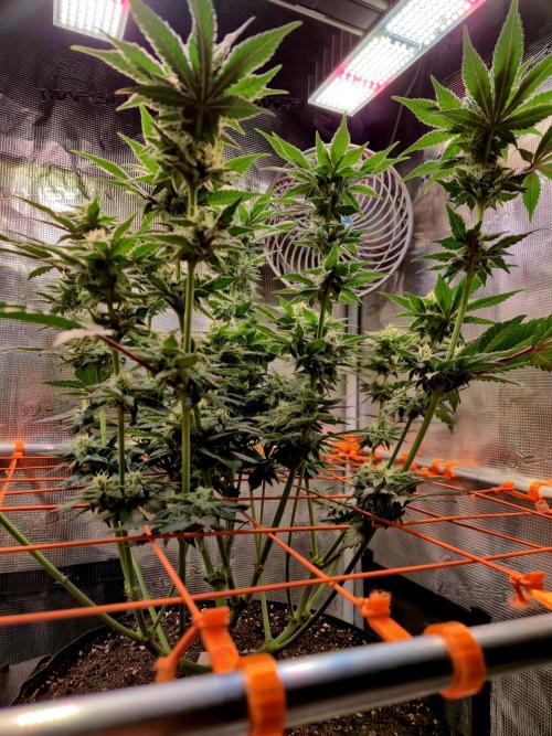 Rainbow Hitter. Week 12