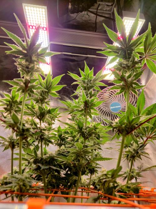 Rainbow Hitter. Week 12