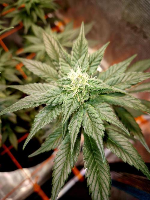 Rainbow Hitter. Week 12