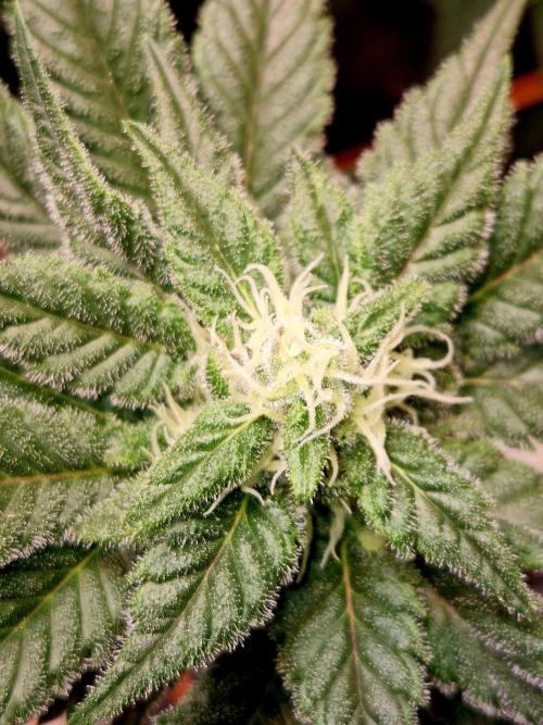Rainbow Hitter. Week 12