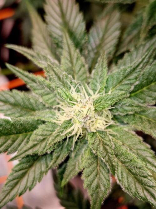 Rainbow Hitter. Week 12