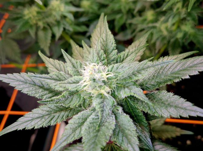 Rainbow Hitter. Week 12