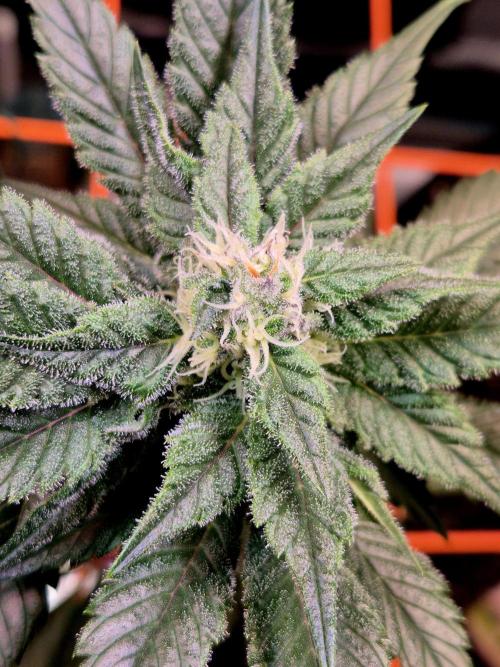 Rainbow Hitter. Week 12