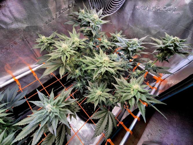 Rainbow Hitter. Week 12