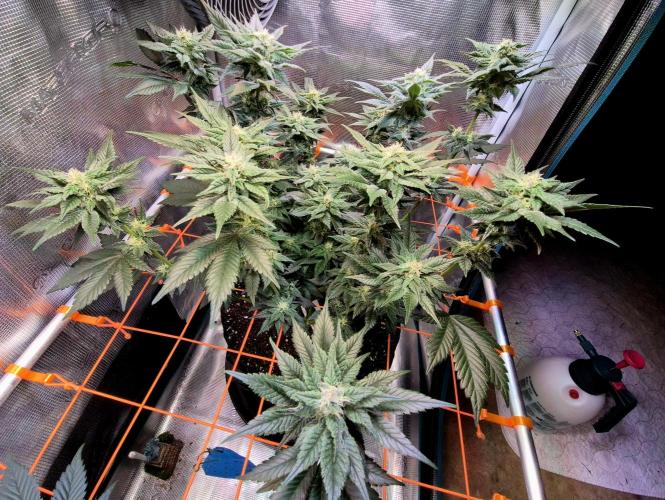 Rainbow Hitter. Week 12