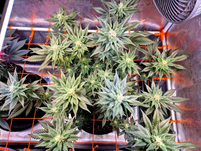 Rainbow Hitter. Week 12