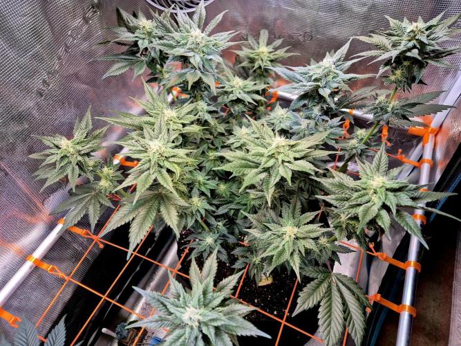 Rainbow Hitter. Week 12