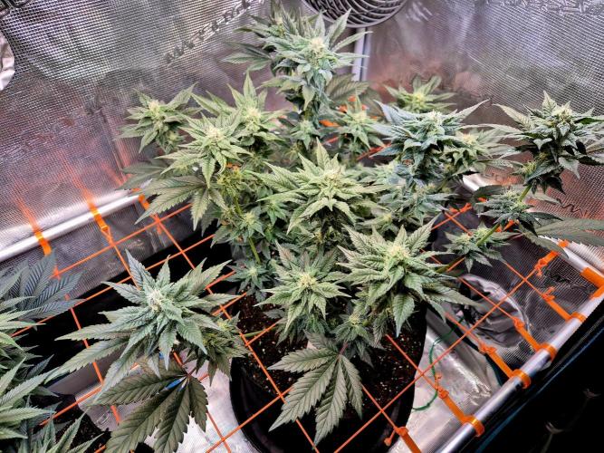 Rainbow Hitter. Week 12