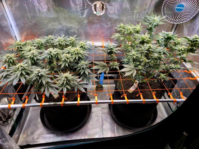 Rainbow Hitter. Week 12