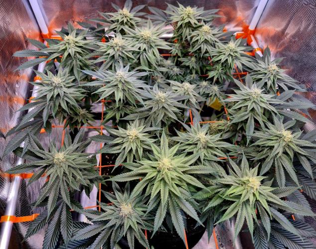F026 - The Tropical Ice Cream One (USA). Week 12