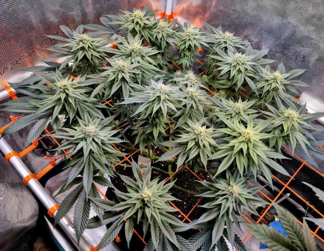 F026 - The Tropical Ice Cream One (USA). Week 12