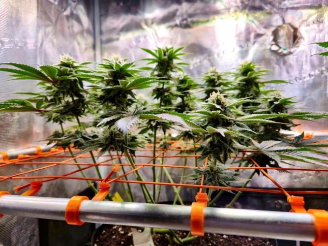 F026 - The Tropical Ice Cream One (USA). Week 12