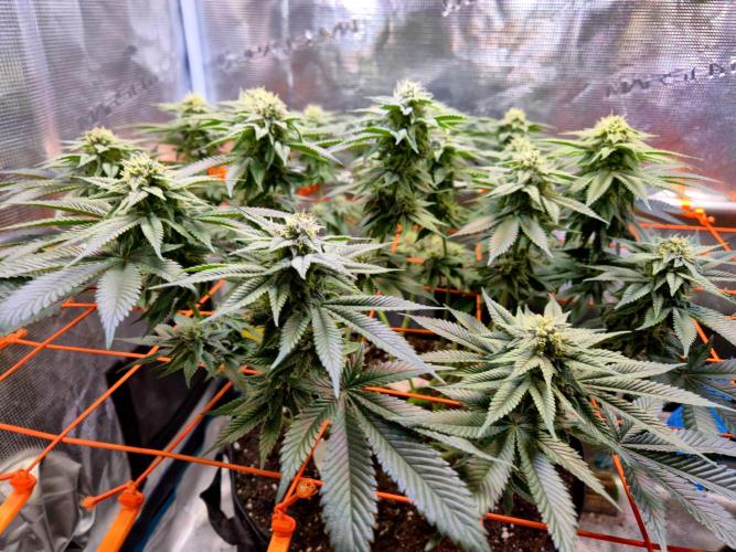 F026 - The Tropical Ice Cream One (USA). Week 12
