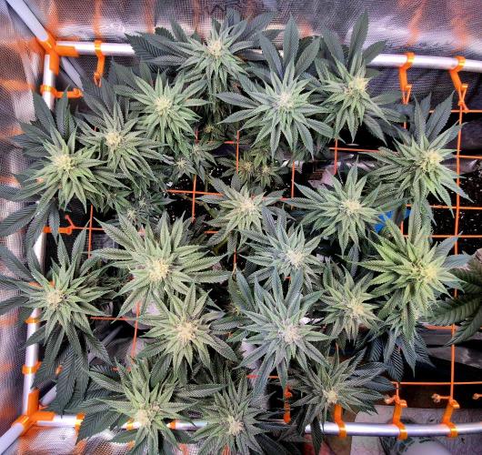 F026 - The Tropical Ice Cream One (USA). Week 12