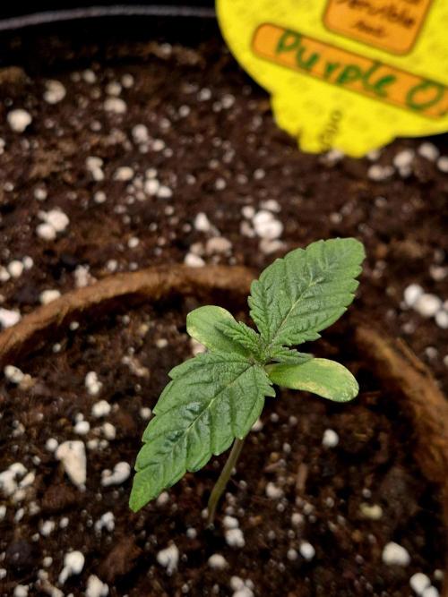 Purple overload (CCG) Sensible Seeds. Week 2 - 16.05.