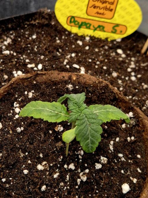 Papaya Stank (CCG) Sensible Seeds. Week 2 - 16.05.