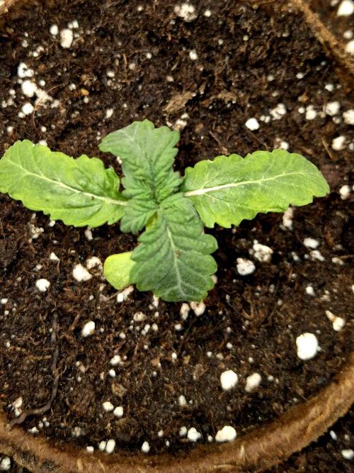 Papaya Stank (CCG) Sensible Seeds. Week 2
