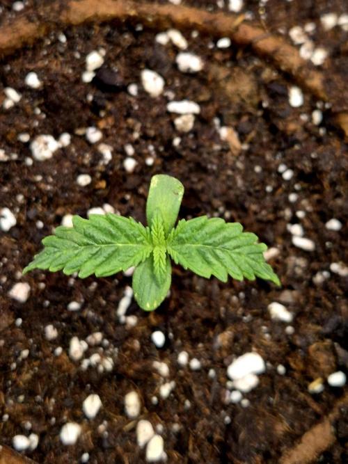 Wedding Cake. Week 2