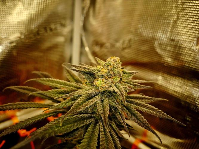 Cream Mandarine main lining. Week 15