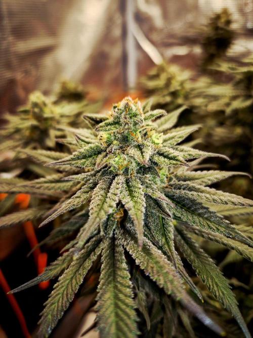 Cream Mandarine main lining. Week 15