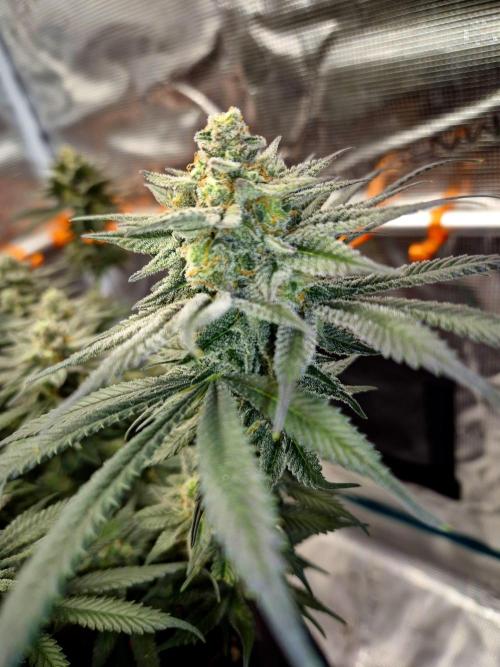 Cream Mandarine main lining. Week 15
