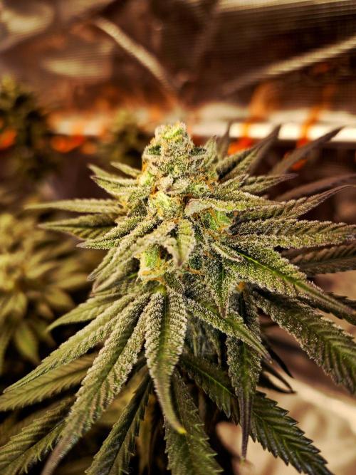 Cream Mandarine main lining. Week 15