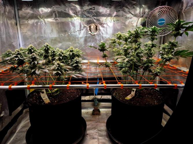Rainbow Hitter. Week 12