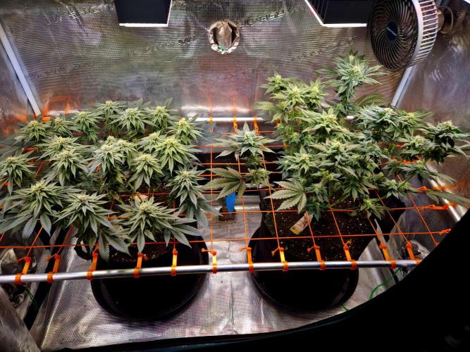 Rainbow Hitter. Week 12