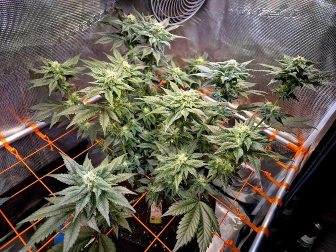 Rainbow Hitter. Week 12