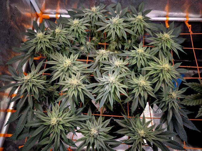 F026 - The Tropical Ice Cream One (USA). Week 12