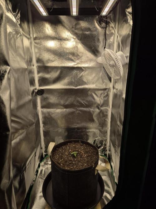 Blueberry Bubblegum. Week 2