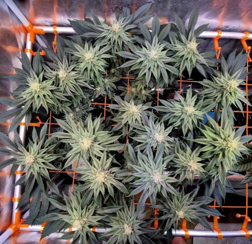 F026 - The Tropical Ice Cream One (USA). Week 12