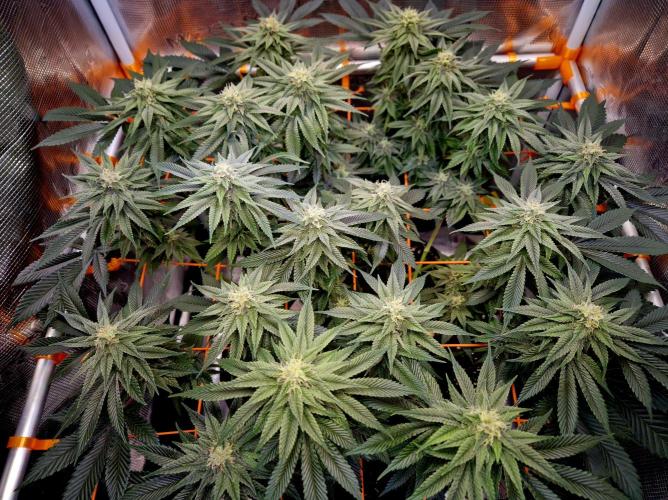 F026 - The Tropical Ice Cream One (USA). Week 12