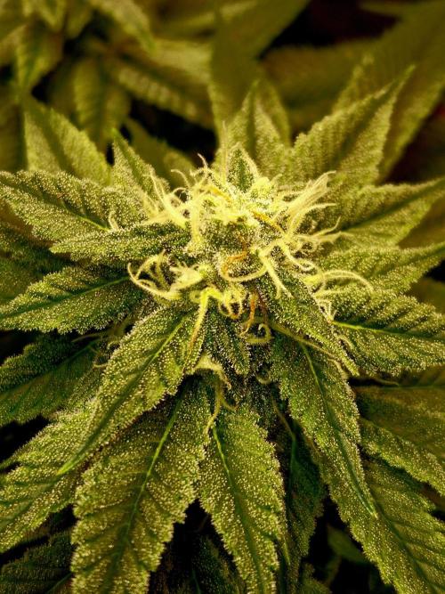 F026 - The Tropical Ice Cream One (USA). Week 12