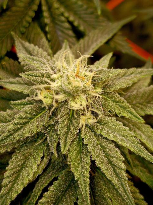 F026 - The Tropical Ice Cream One (USA). Week 12