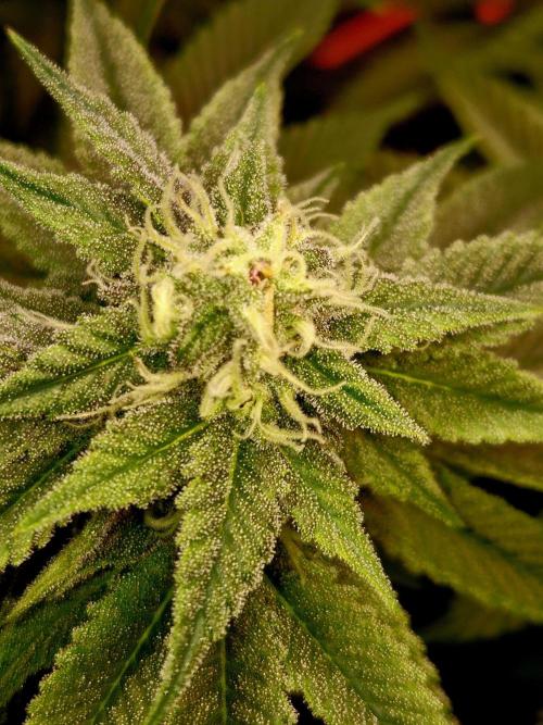 F026 - The Tropical Ice Cream One (USA). Week 12
