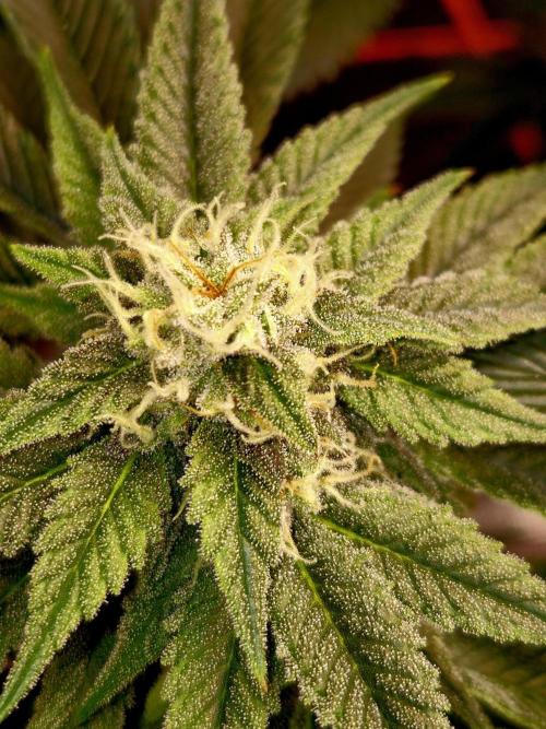 F026 - The Tropical Ice Cream One (USA). Week 12