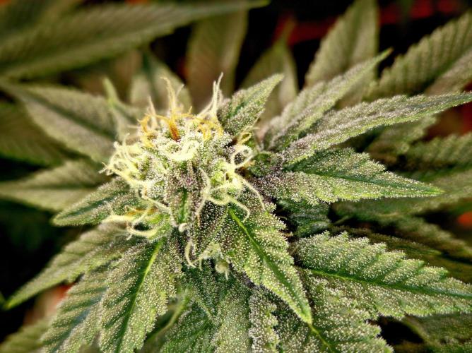 F026 - The Tropical Ice Cream One (USA). Week 12