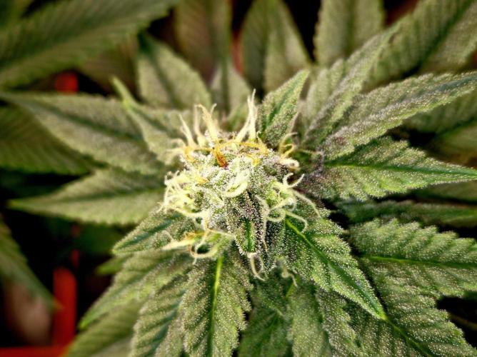 F026 - The Tropical Ice Cream One (USA). Week 12