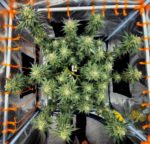 Cream Mandarine main lining. Week 15