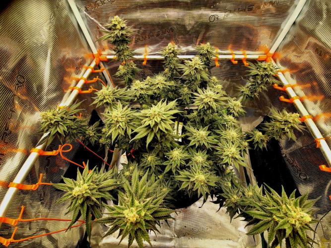 Cream Mandarine main lining. Week 15