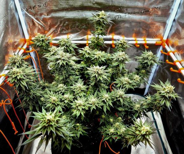 Cream Mandarine main lining. Week 15