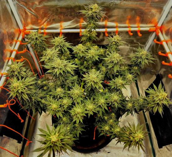 Cream Mandarine main lining. Week 15