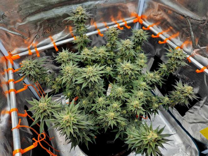 Cream Mandarine main lining. Week 16