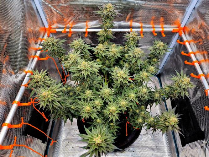 Cream Mandarine main lining. Week 16