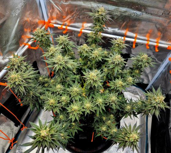 Cream Mandarine main lining. Week 16