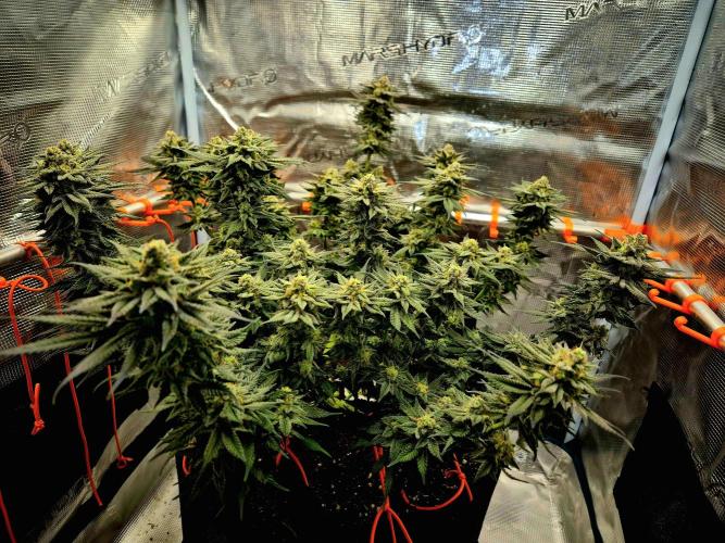 Cream Mandarine main lining. Week 16