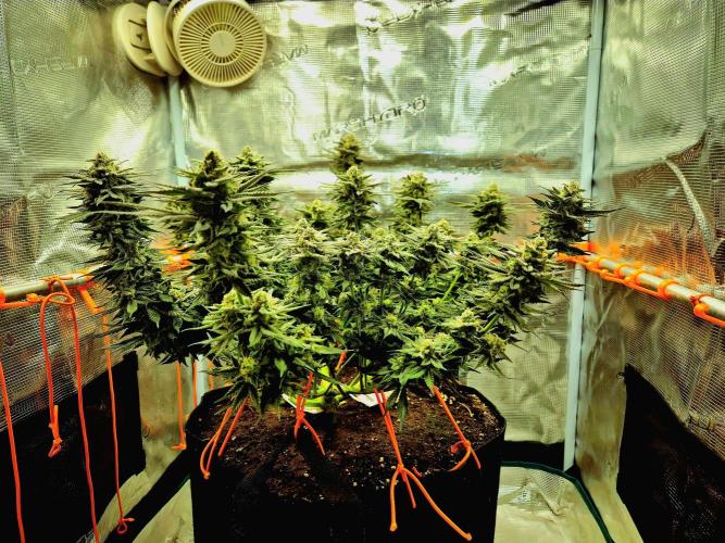 Cream Mandarine main lining. Week 16