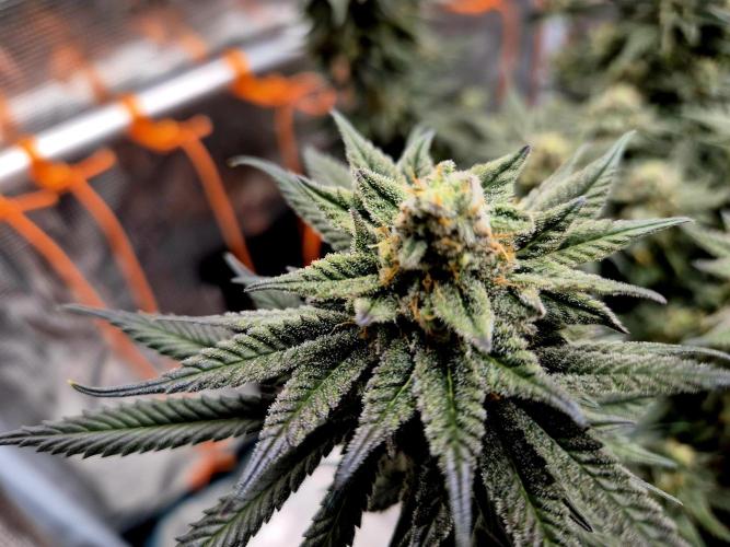 Cream Mandarine main lining. Week 16